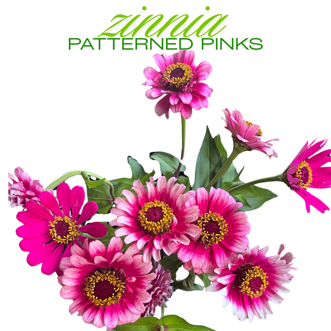 Zinnia Bouquet