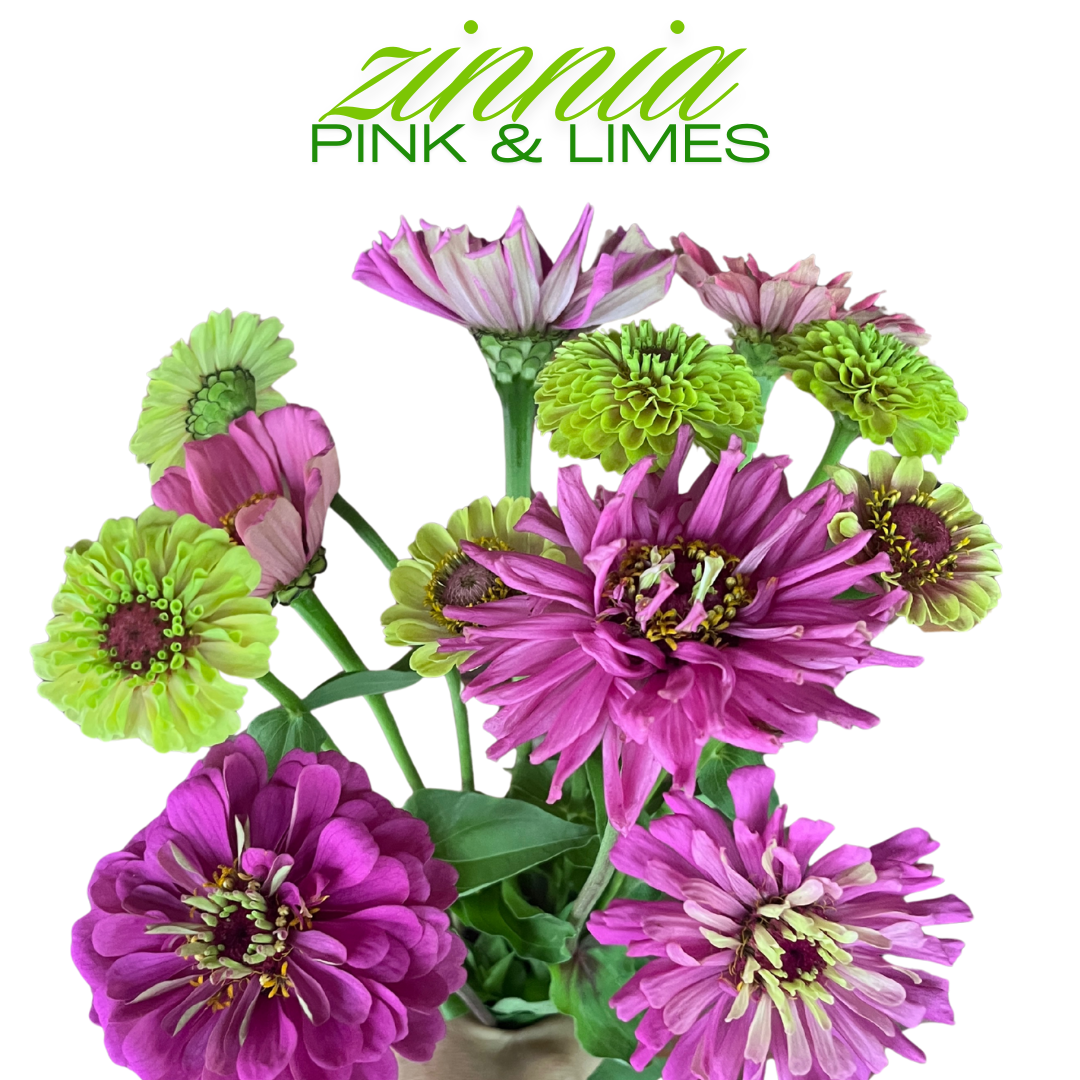 Zinnia Bouquet