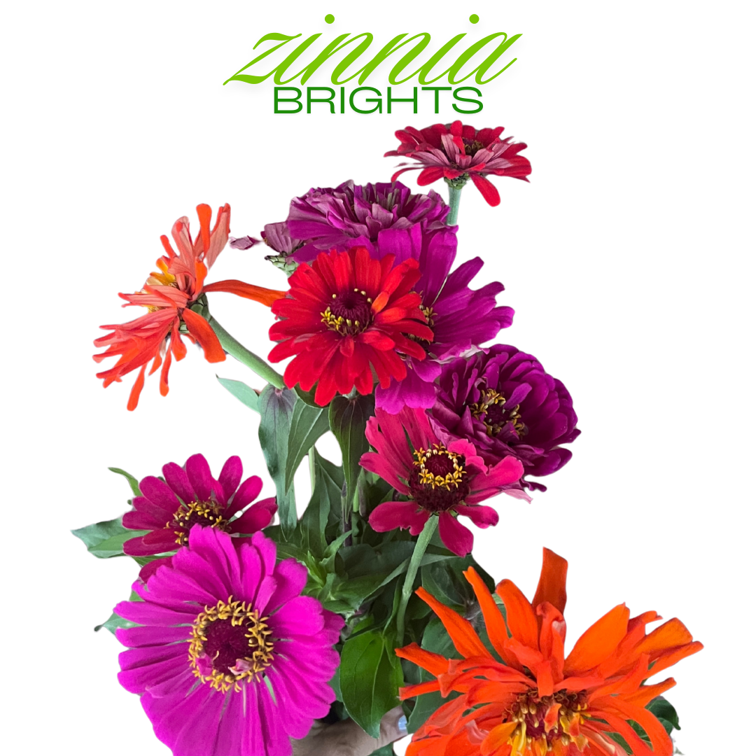 Zinnia Bouquet