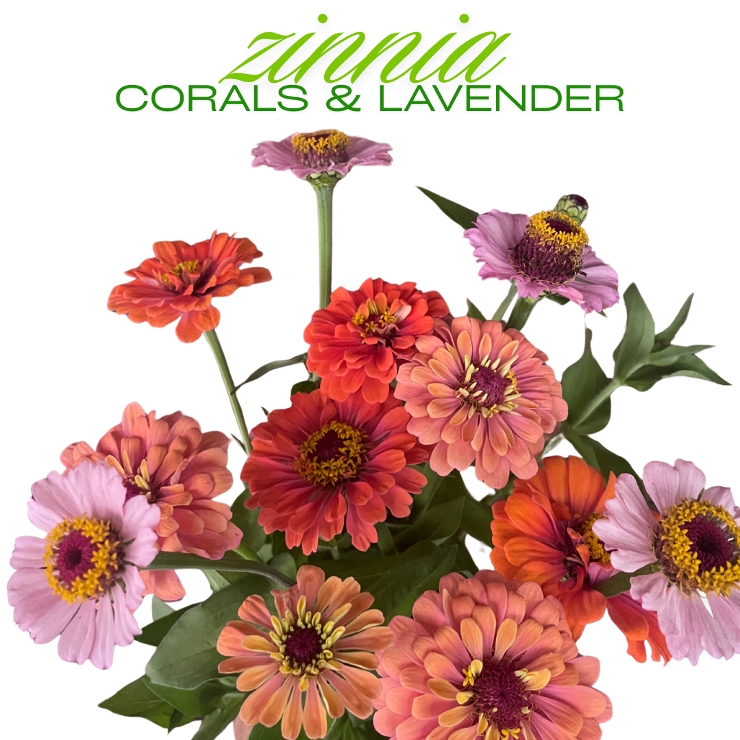 Zinnia Bouquet