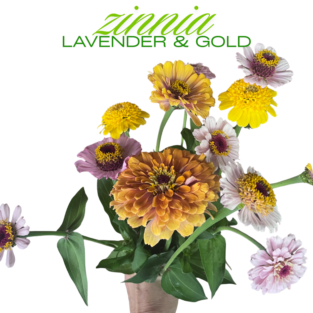 Zinnia Bouquet