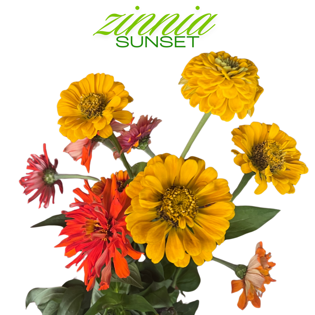 Zinnia Bouquet