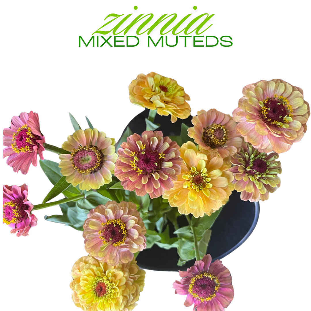 Zinnia Bouquet