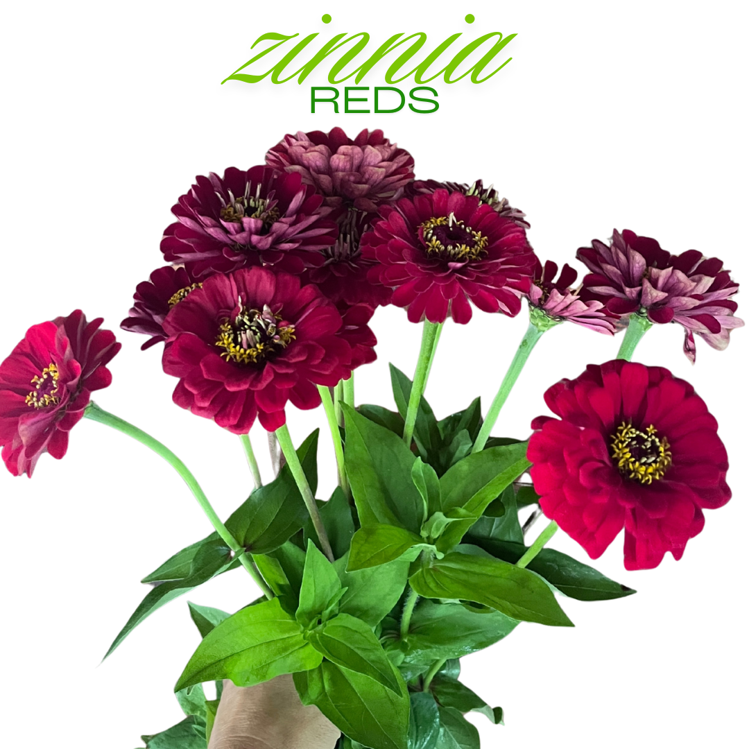 Zinnia Bouquet