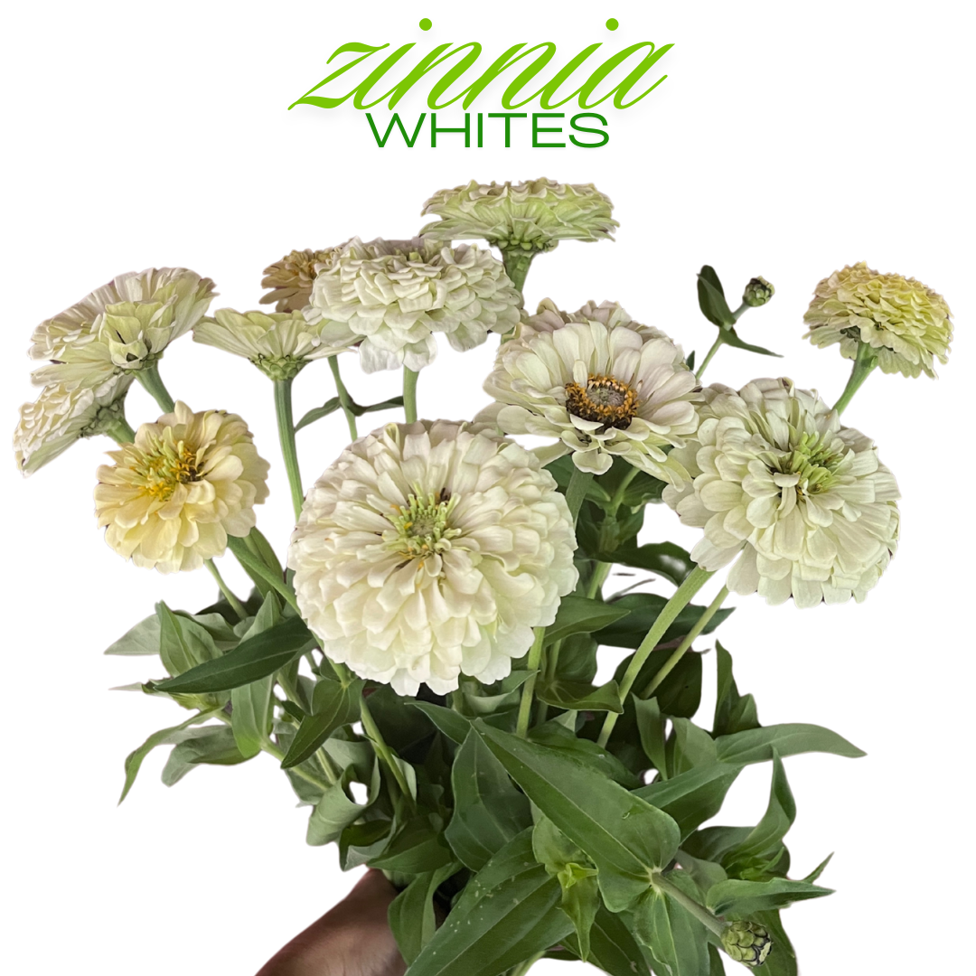 Zinnia Bouquet
