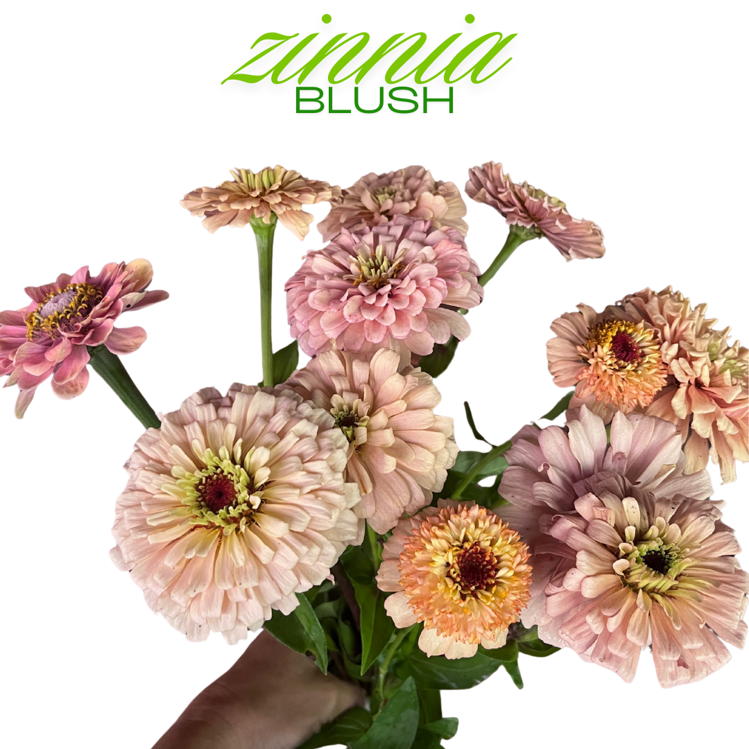 Zinnia Bouquet