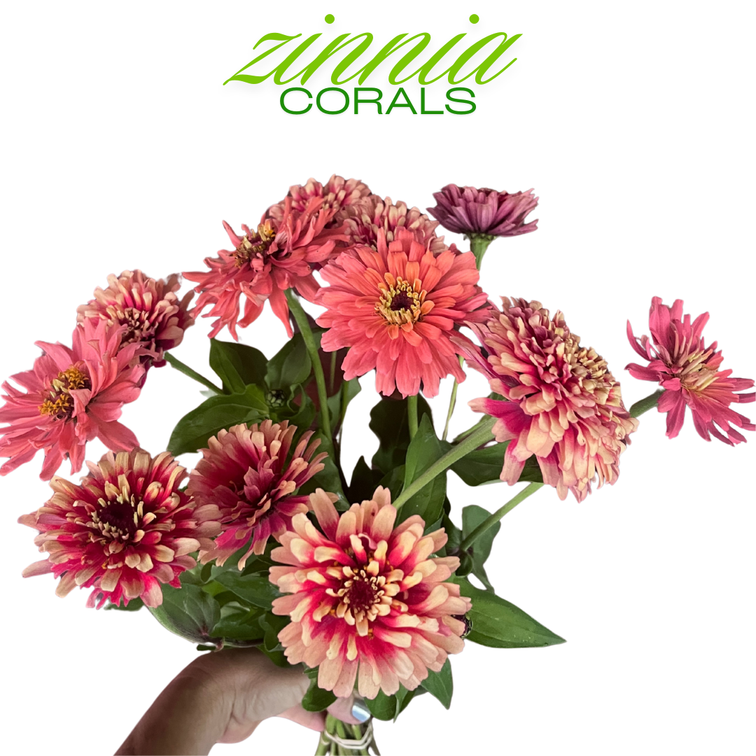 Zinnia Bouquet