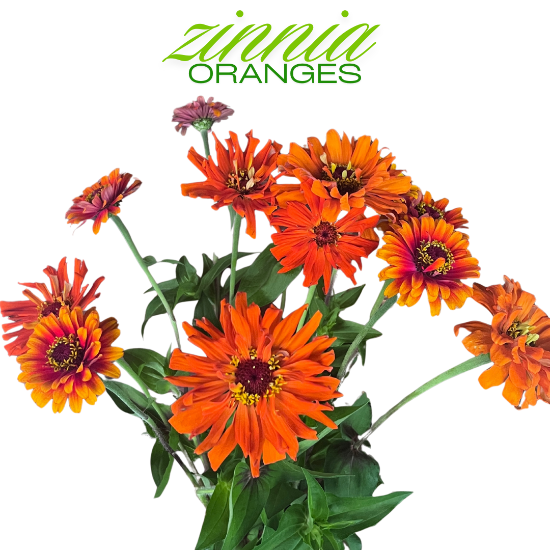 Zinnia Bouquet