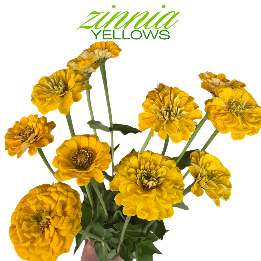 Zinnia Bouquet