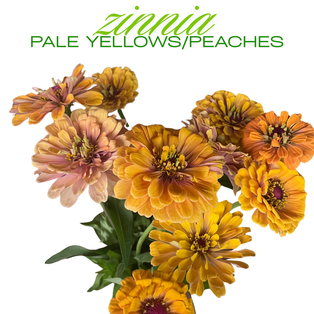 Zinnia Bouquet