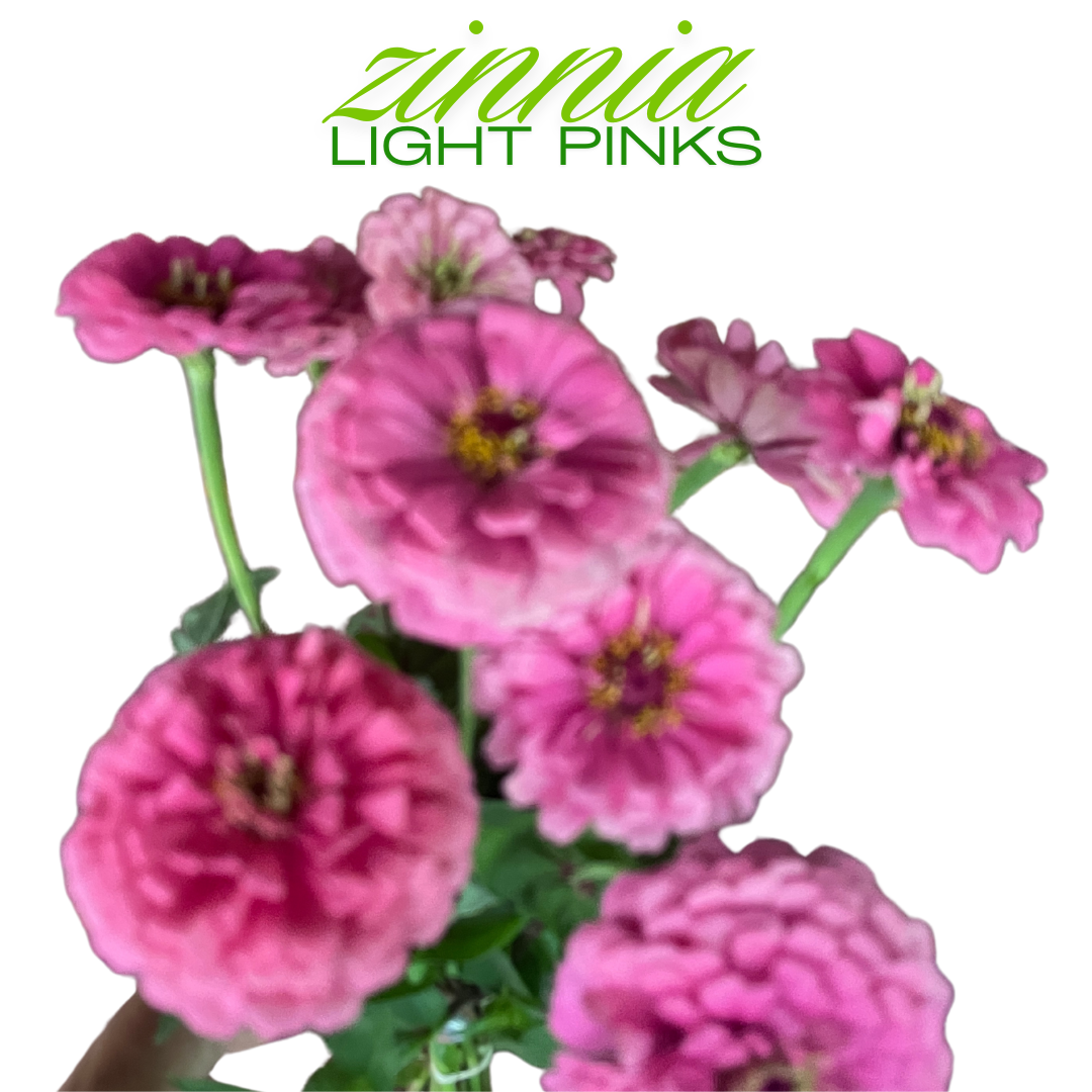 Zinnia Bouquet